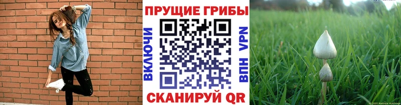 Псилоцибиновые грибы мицелий  Северодвинск 
